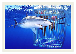 Shark cage tours in Ko Olina and the best Hawaii tour tickets discounts.